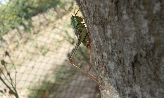 Decticus verrucivorus femmina ? Eupholidoptera sp